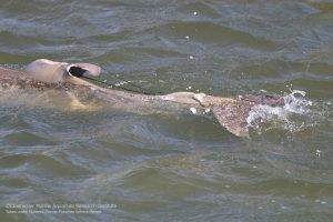 entangled dolphin
