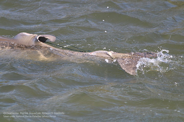 Entangled Dolphin Calf Rescued in Florida