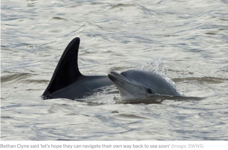 Dolphins Spotted in River Ouse