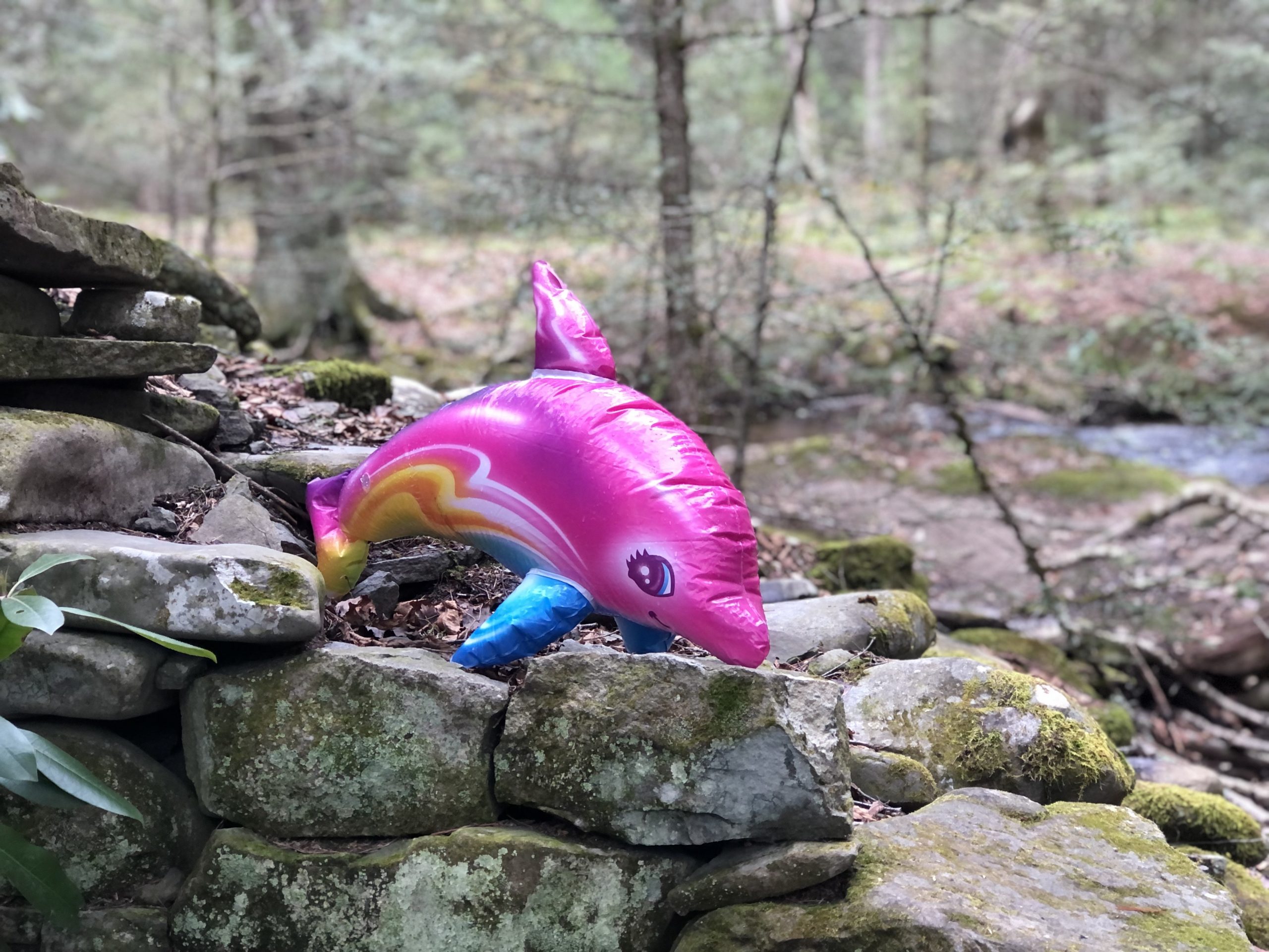 luna the dolphin in rock hill