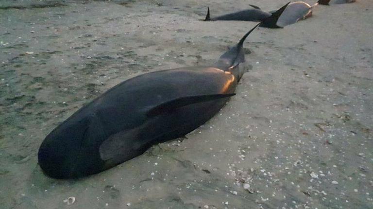 Over 30 Pilot Whales Died in New Zealand