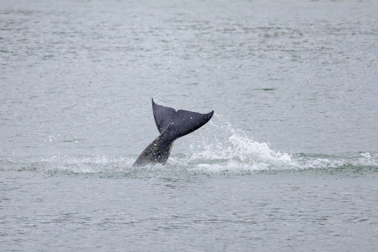 France Set to Euthanize a Sick Killer Whale