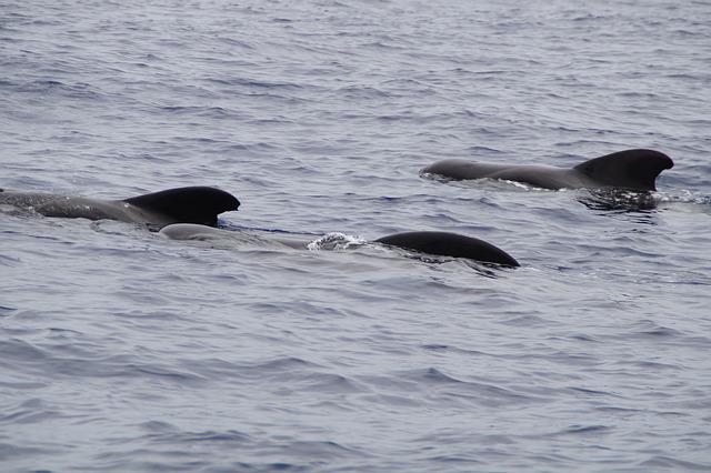 pilot whales in water