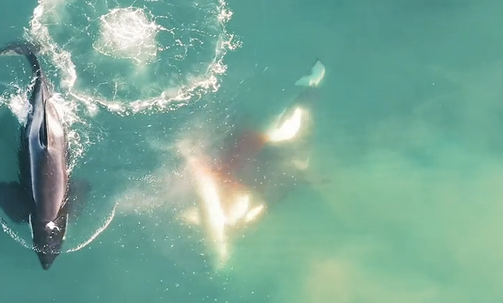 Video Of Orca Whales Killing a Great White