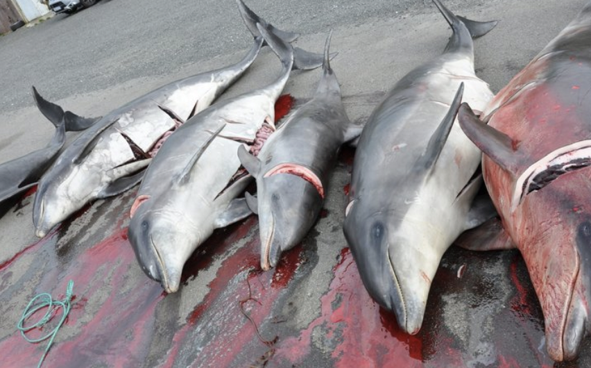 slaughtered dolphins in Faroe Islands