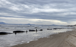 230 pilot whales stranded