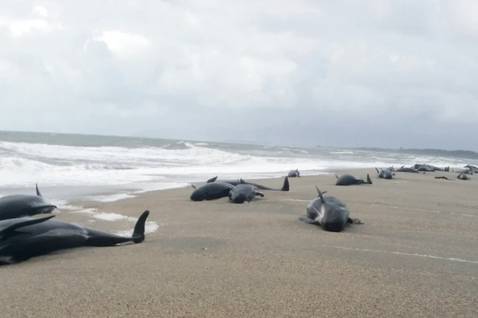 500 pilot whales stranded