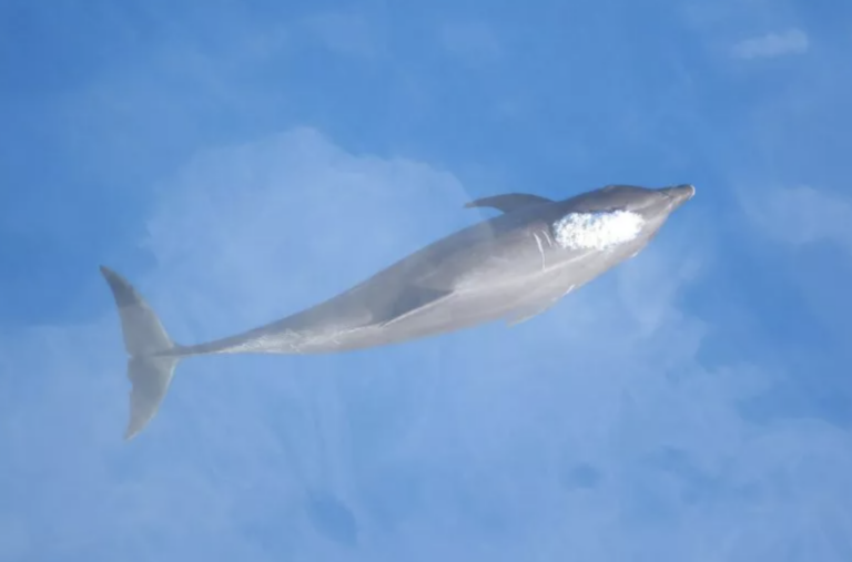 New Bottlenose Dolphin Subspecies