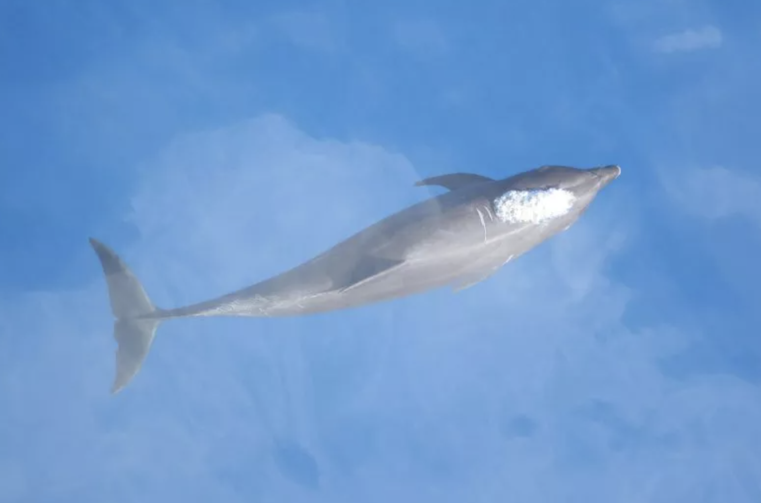 bottlenose dolphin subspecies