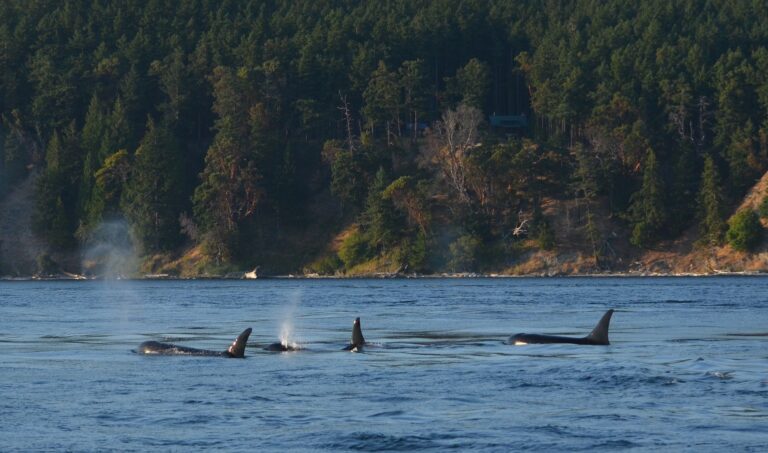 Orca Mothers Sacrifice Everything in Raising Sons
