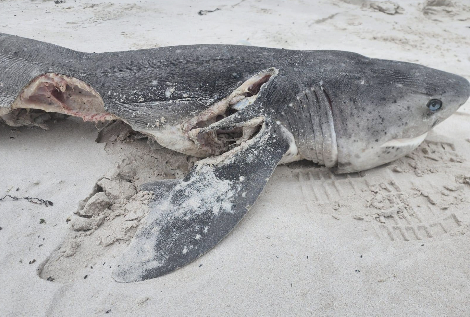 dead sevengill shark by port and Starboard