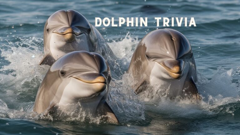 Dolphin Trivia