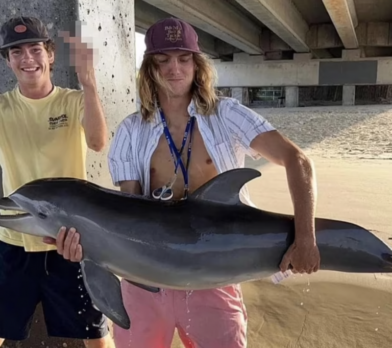 Dead Baby Dolphin found After Instagram Photo Post