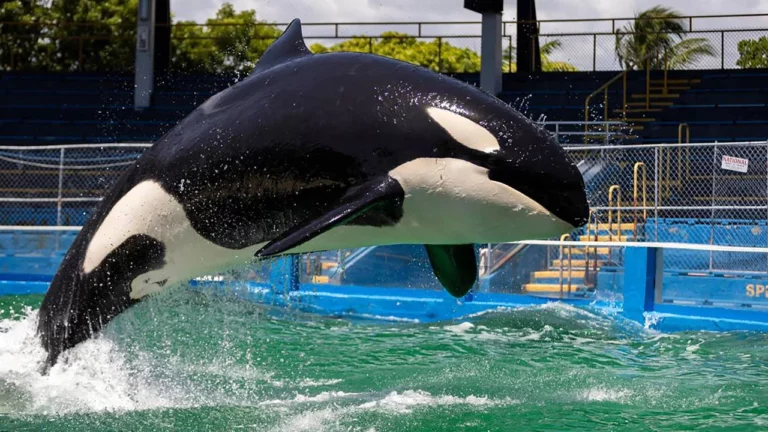 Lolita the killer whale died in Miami Seaquarium