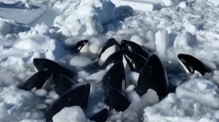 Pod of killer whales trapped in drift ice
